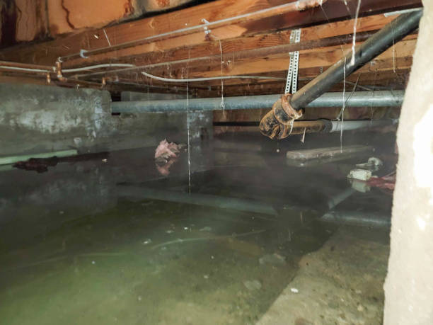 Best Residential water damage restoration  in Arlington, MN