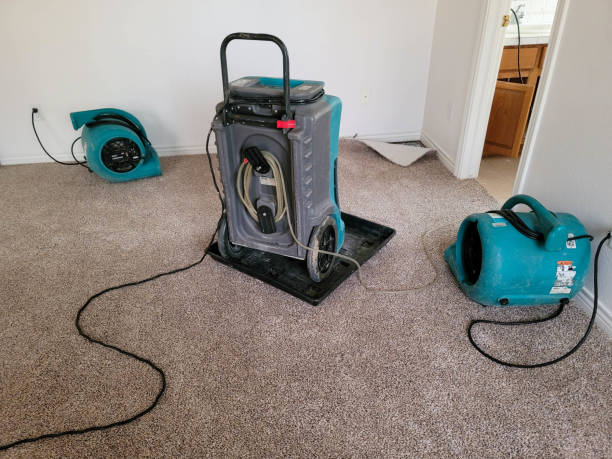 Best Mold removal after water damage  in Arlington, MN