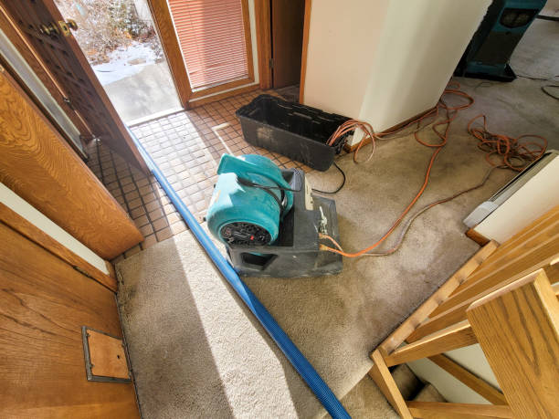 Best Professional water damage repair  in Arlington, MN