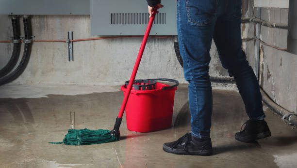 Best Mold removal after water damage  in Arlington, MN