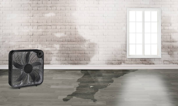 Best Water damage restoration services  in Arlington, MN