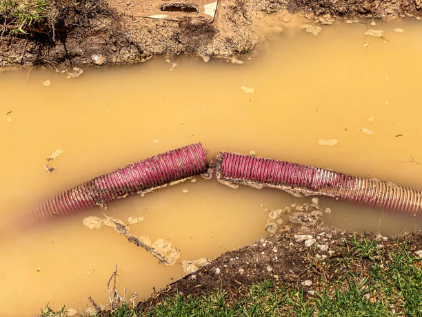 Best Professional water damage repair  in Arlington, MN